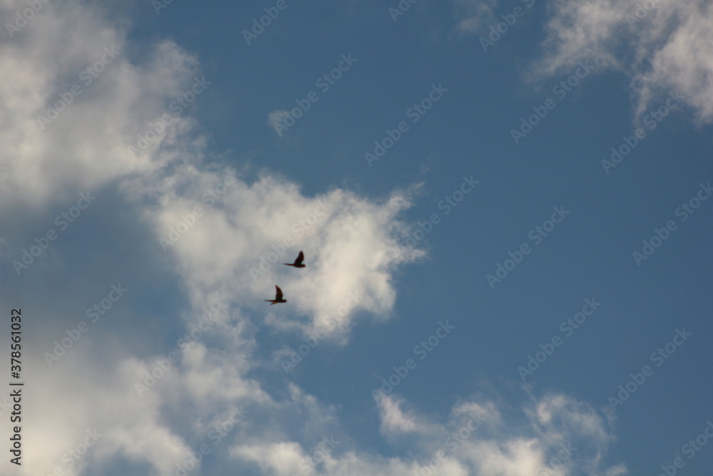 birds in the sky