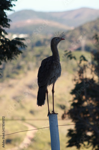 Red-legged seriema