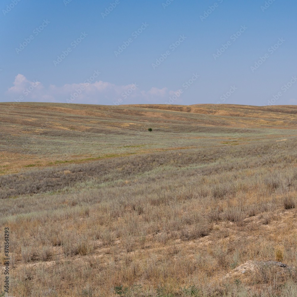 Tree Lonely Solitary Kazakhstan