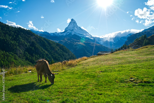 Cow in front of Matterhorn mountain in Switzerland Zermatt beautiful evening including sun and lens flares