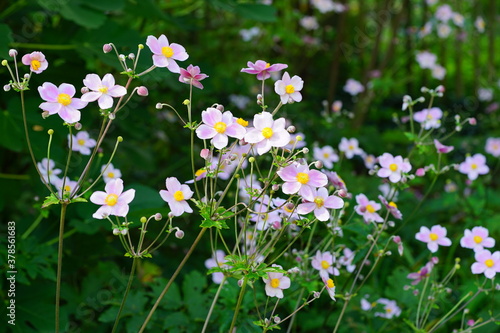 Pale pink Japanese anemone flower in bloom (Anemone hupehensis)