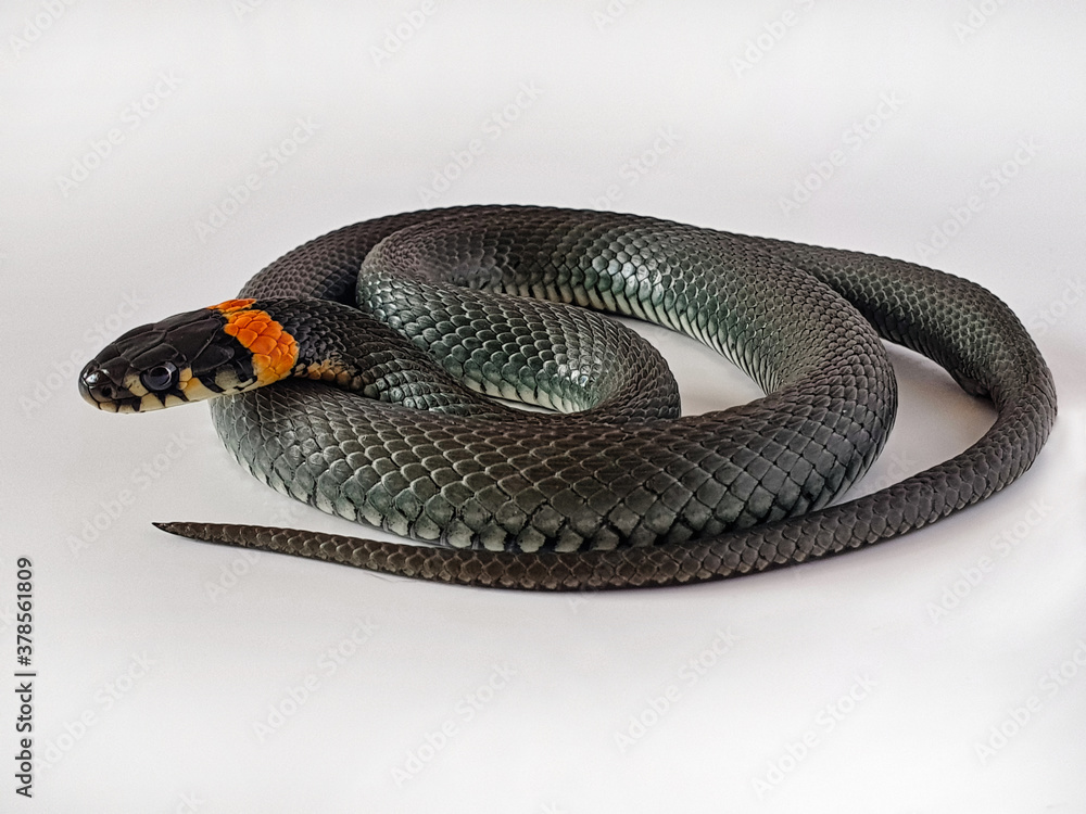 Obraz premium Non-venomous snake on a white background. A macro shot of a snake.