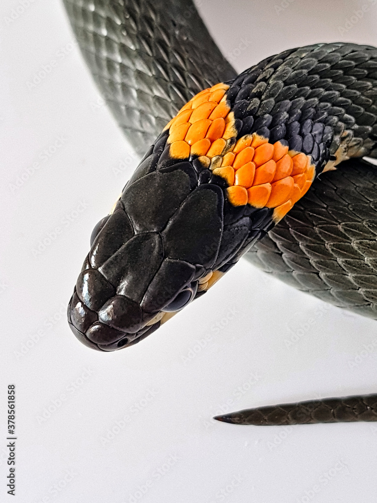 Naklejka premium Non-venomous snake on a white background. A macro shot of a snake.