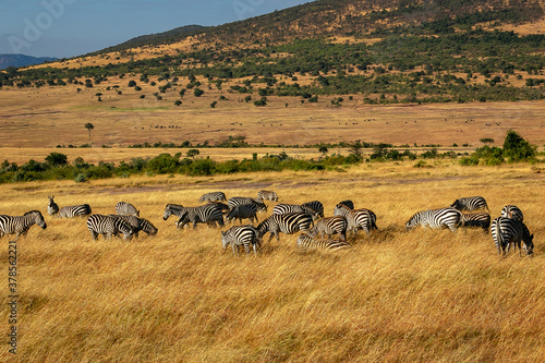 ケニアのマサイマラ国立保護区で見かけたシマウマの群れ © 和紀 神谷