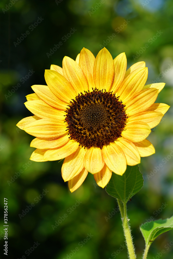 A yellow sunflower (helianthus) in summer A yellow sunflower (helianthus) in summer