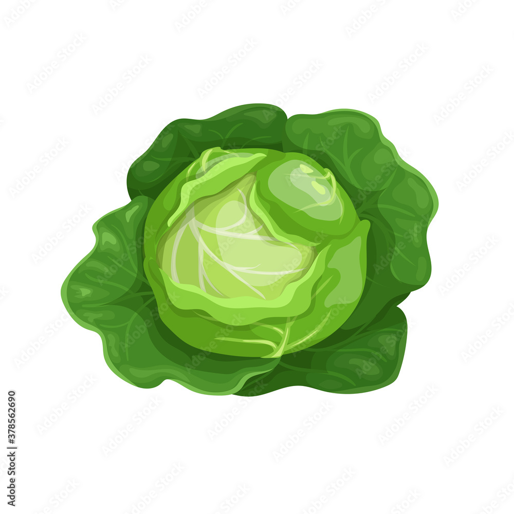 Cabbage with big leaves in cartoon trendy style. Healthy food. Farm fresh veggie just from the garden. Organic eco vegetable for salads. Vector illustration isolated on white background. Cabbage with big leaves in cartoon trendy style. Healthy food. Farm fresh veggie just from the garden. Organic eco vegetable for salads. Vector illustration isolated on white background.