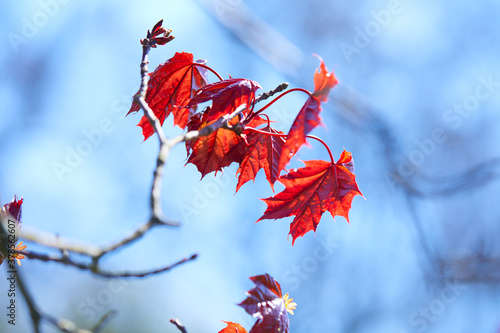 maple leaves on the branch photo