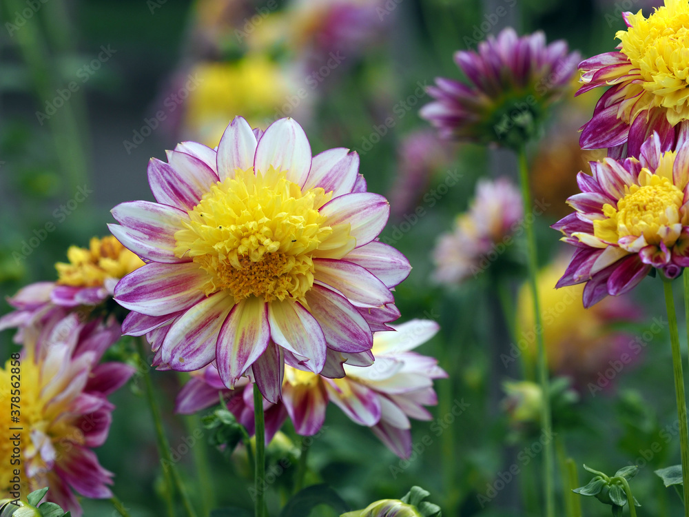 Fototapeta premium Dahlienblüten gelb,lila gestreift