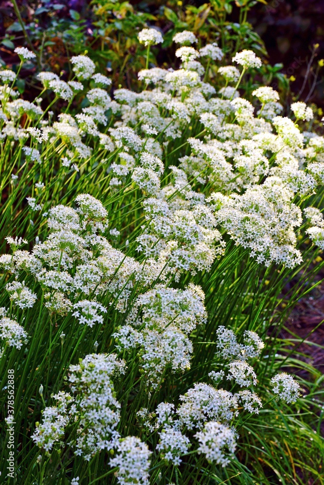 White flowers of the garlic chive nira herb White flowers of the garlic chive nira herb