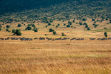ケニアのマサイマラ国立保護区で見かけた、遠くにいるヌーの群れ
