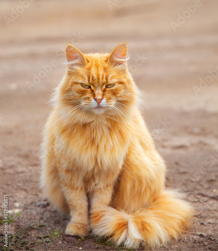 red domestic cat walks along the road, autumn early morning