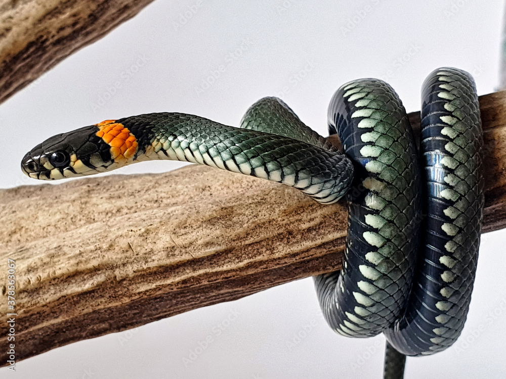 Naklejka premium Non-venomous snake on a white background. A macro shot of a snake.