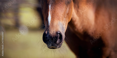 Nose of a red colt close-up. © Azaliya (Elya Vatel)