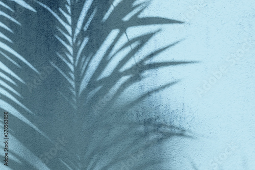Tło tropikalne, cień palmy na niebieskim tle.