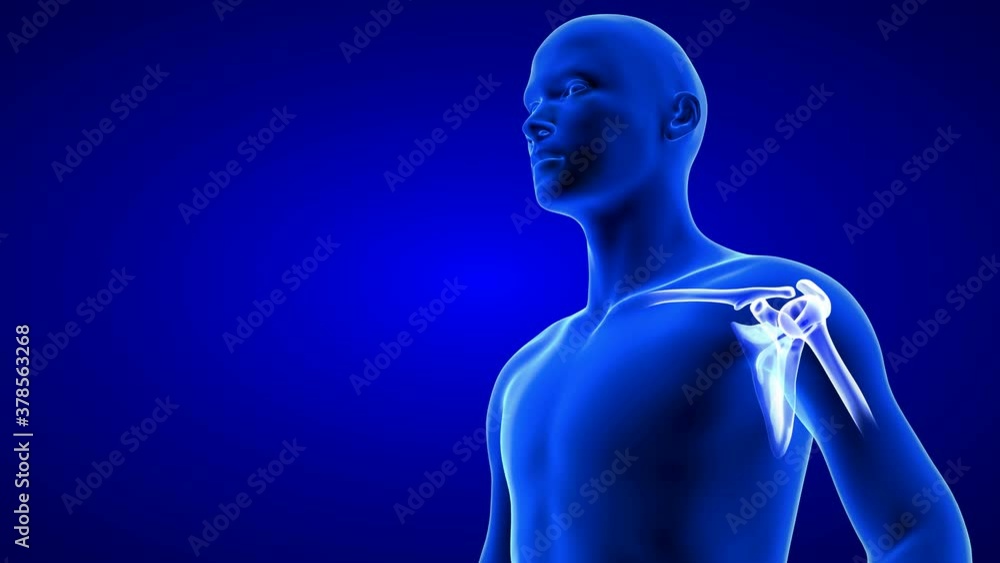 Shoulder Pain close-up animation. Blue Human Anatomy Body 3D Scan render - seamless loop on blue background Shoulder Pain close-up animation. Blue Human Anatomy Body 3D Scan render - seamless loop on blue background