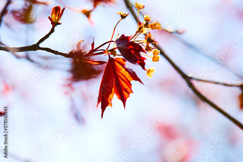 maple leaves on the branch © fox17
