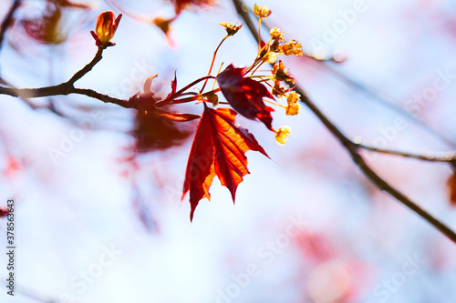 maple leaves on the branch photo