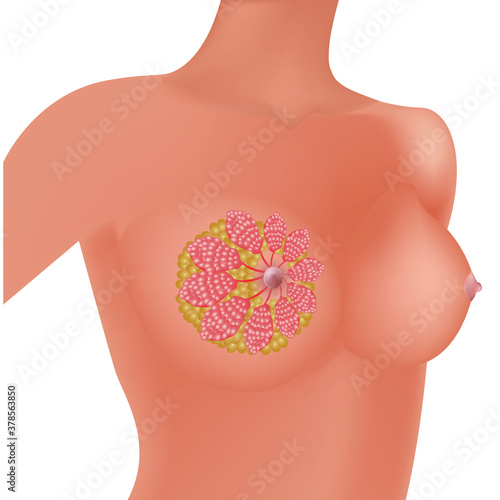 Realistic illustration, female breast and mammary gland. Vector illustration