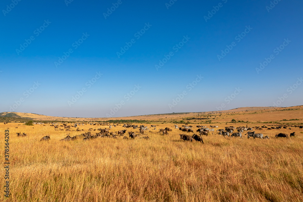 ケニアのマサイマラ国立保護区の草原にいる、シマウマやヌーの群れと青空