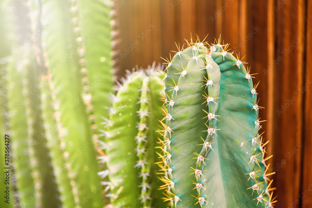 Beautiful nature green cactus mix small in the garden in Thailand. Beautiful nature green cactus mix small in the garden in Thailand.
