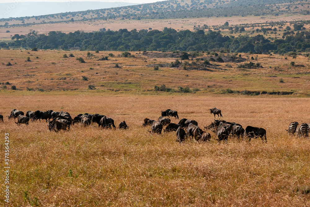 ケニアのマサイマラ国立保護区で見かけた、遠くにいるヌーの群れ