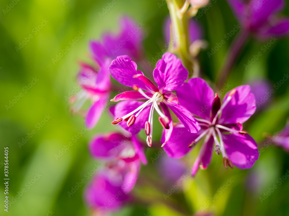 Beautiful pink flower from the spring time Beautiful pink flower from the spring time