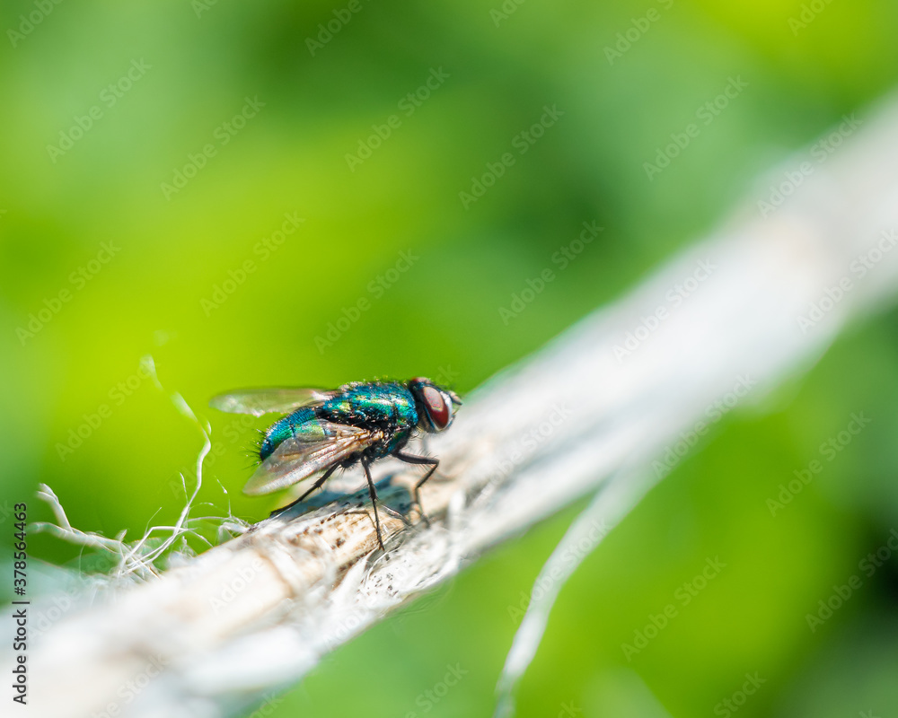Loneliness of the blue fly on a beautiful green background Loneliness of the blue fly on a beautiful green background