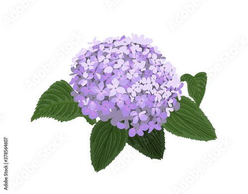 The hydrangea is blue. Vector illustration