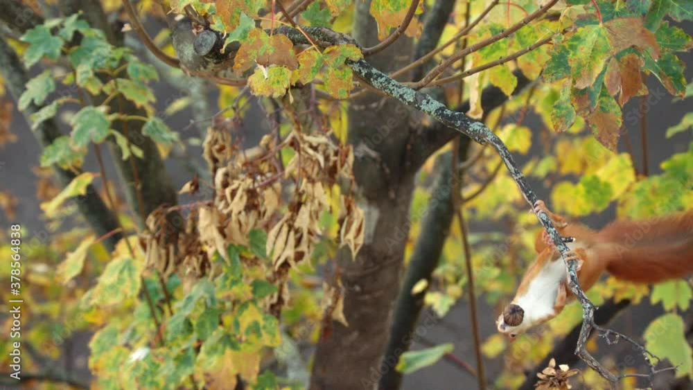 Eurasian Red Squirrel jumping on branch