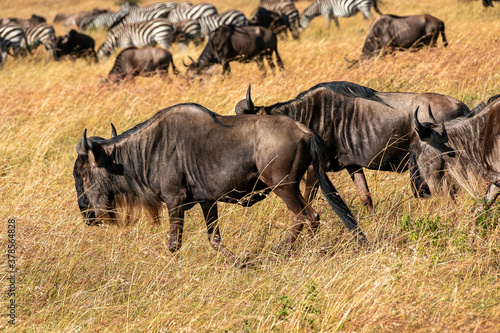 ケニアのマサイマラ国立保護区の草原で見かけた、シマウマとヌーの群れ