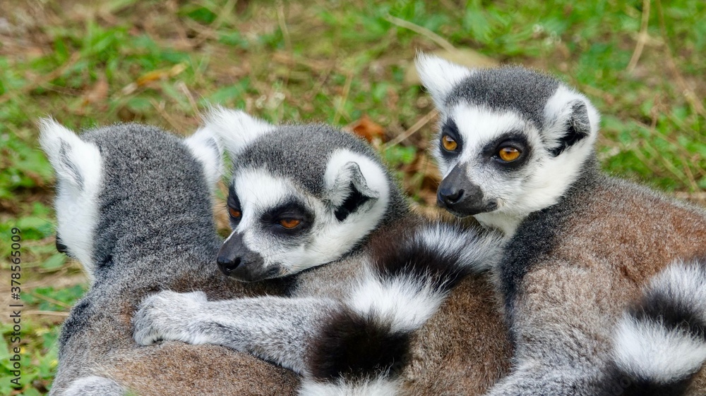 Obraz premium Katta, Maki, Ringelschwanz Lemur - drei Tiere in einer Reihe sitzend