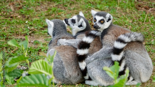 Katta, Maki, Ringelschwanz Lemur - drei Tiere in einer Reihe sitzend © Omm-on-tour