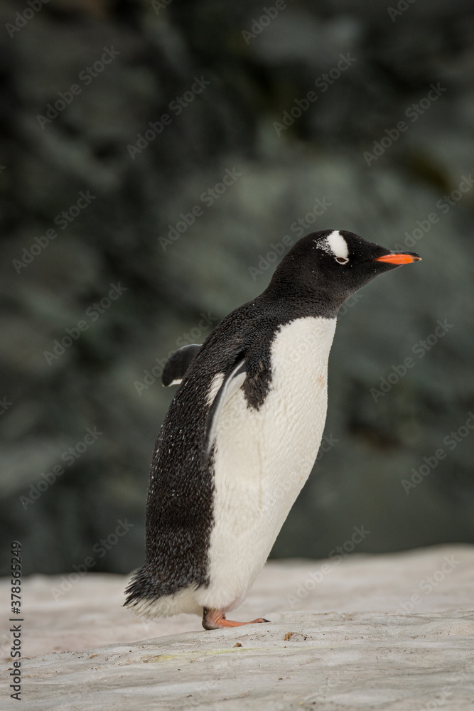 Naklejka premium Gentoo penguin (Pygoscelis papua), Antarctica