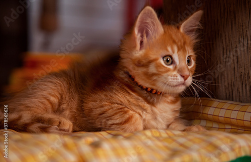 Beautiful fluffy bright red orange maine coon baby kitten sitting and looking up curios blue eyes. Closeup © nastia1983