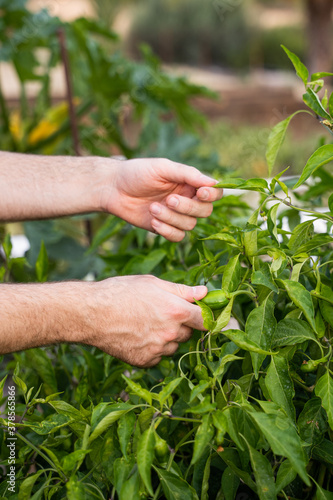 A gardener's hands hold a green hot pepper on the plant in his organic vegetable garden.