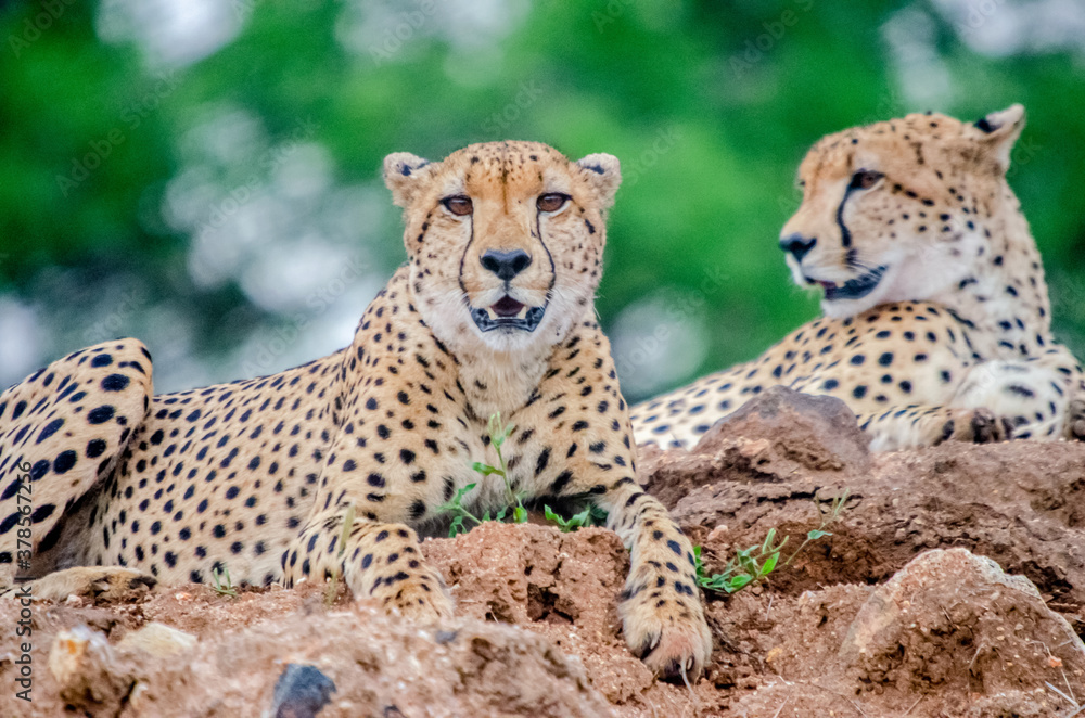 Cheetahs resting in the Kruger National Park Cheetahs resting in the Kruger National Park