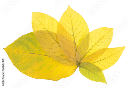 collection of colorful yellow autumn leaf isolated on white background