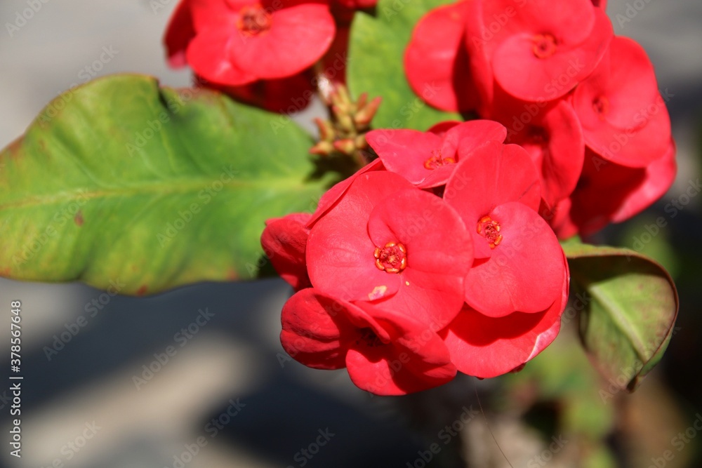 red blossom red blossom