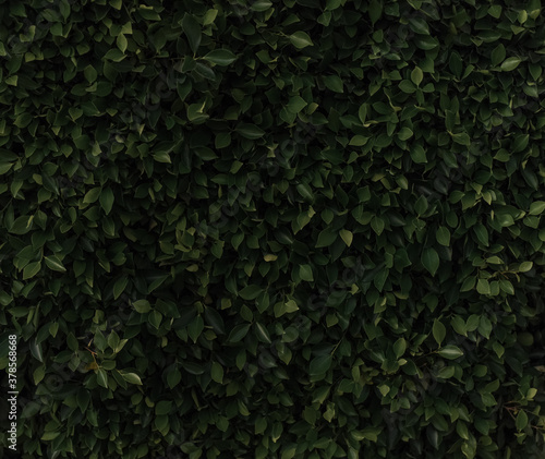 Fantasy and mystery dark green leafy background. Texture. High resolution. wall © Andrii