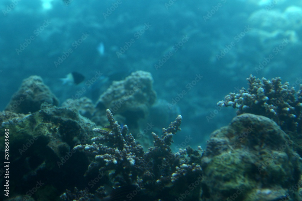 Obraz premium coral reef and diver