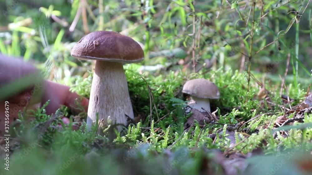 Two porcini (boletus edulis) grow in the forest. A hand pick one of the mushrooms by twisting and shows it to the camera. Mushroomer covers the hole in the moss to protect mycelium. Two porcini (boletus edulis) grow in the forest. A hand pick one of the mushrooms by twisting and shows it to the camera. Mushroomer covers the hole in the moss to protect mycelium.