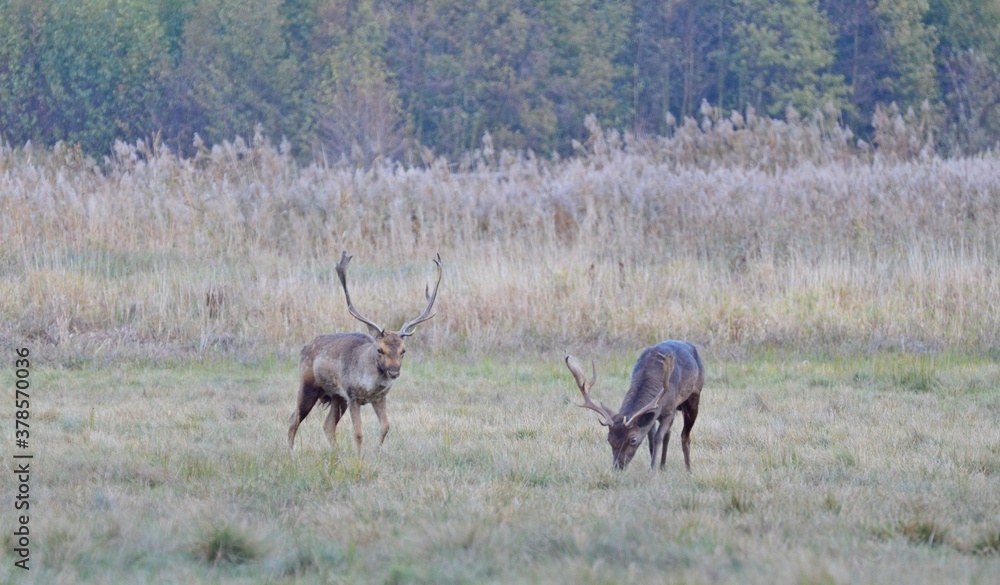Fototapeta premium daniele