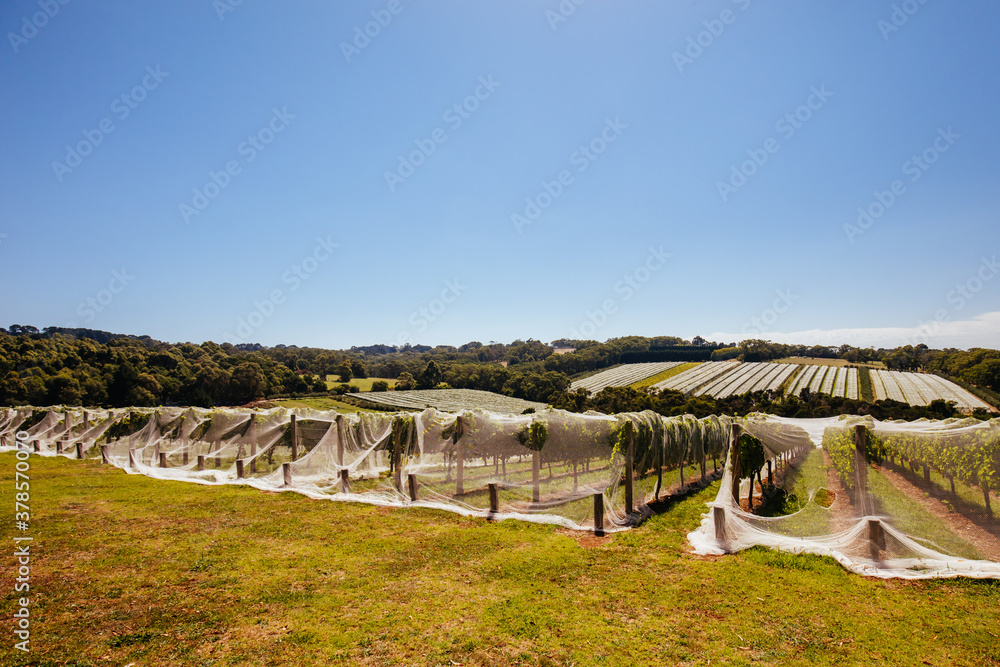 Mornington Peninsula Vines in Australia