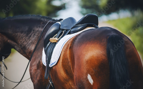 A beautiful bay horse with a dark long tail is wearing sports equipment for equestrian competitions. This saddle, stirrup, bridle and saddle blanket.