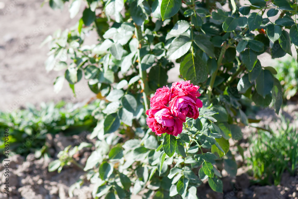 pink flowers in the garden