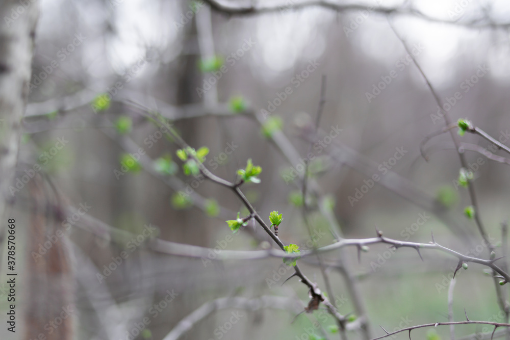 Tangle of branches in the woods in spring with some green sprouts Tangle of branches in the woods in spring with some green sprouts