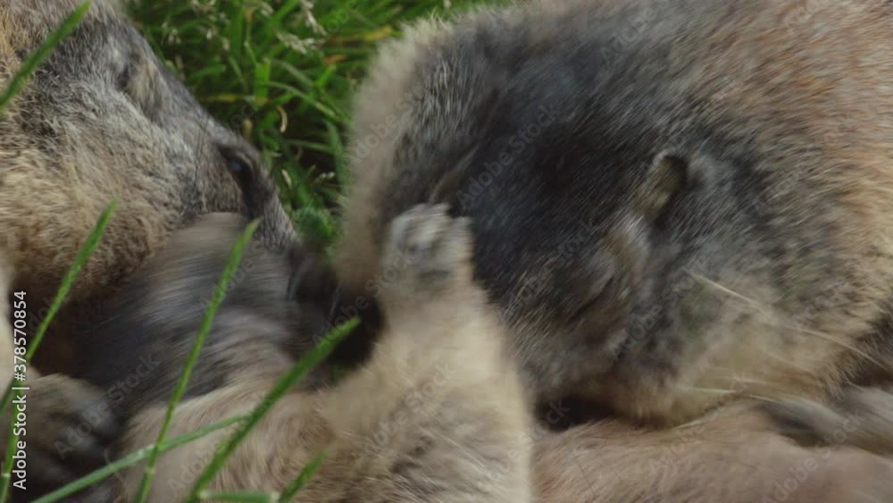 Alpine marmot showing dominance over another, Europe Alpine marmot showing dominance over another, Europe