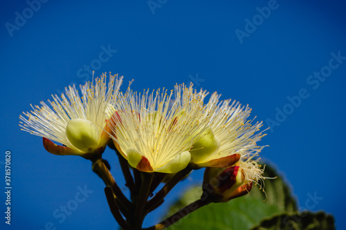 A bunch of flowers of souari nut  (Caryocar brasiliense) against blue sky.