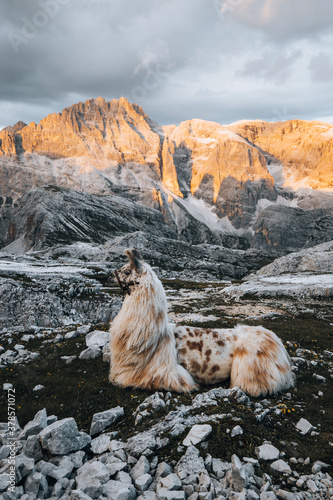 Stolzes Lama in den Südtiroler Dolomiten.