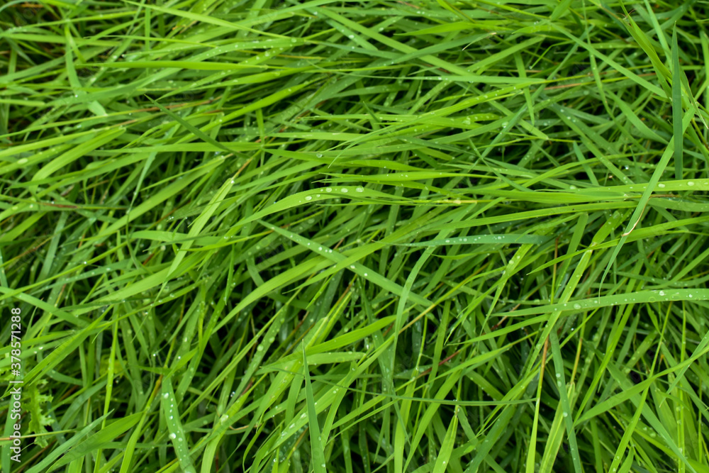 Green grass with dew drops. Background with green grass. wide aperture focus. A lot of green grass stalks with long leaves. Herbaceous background, beautiful herbal texture. Close-up, selective focus. Green grass with dew drops. Background with green grass. wide aperture focus. A lot of green grass stalks with long leaves. Herbaceous background, beautiful herbal texture. Close-up, selective focus.